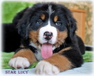 STAR LUCY