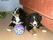 Bernenski Pies Pasterski - maluchy DŻIANI z miotu A - sierpień 2004