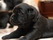 21-dniowy Labradorek, urodz. 07.12.2006 - dziecko PIKI